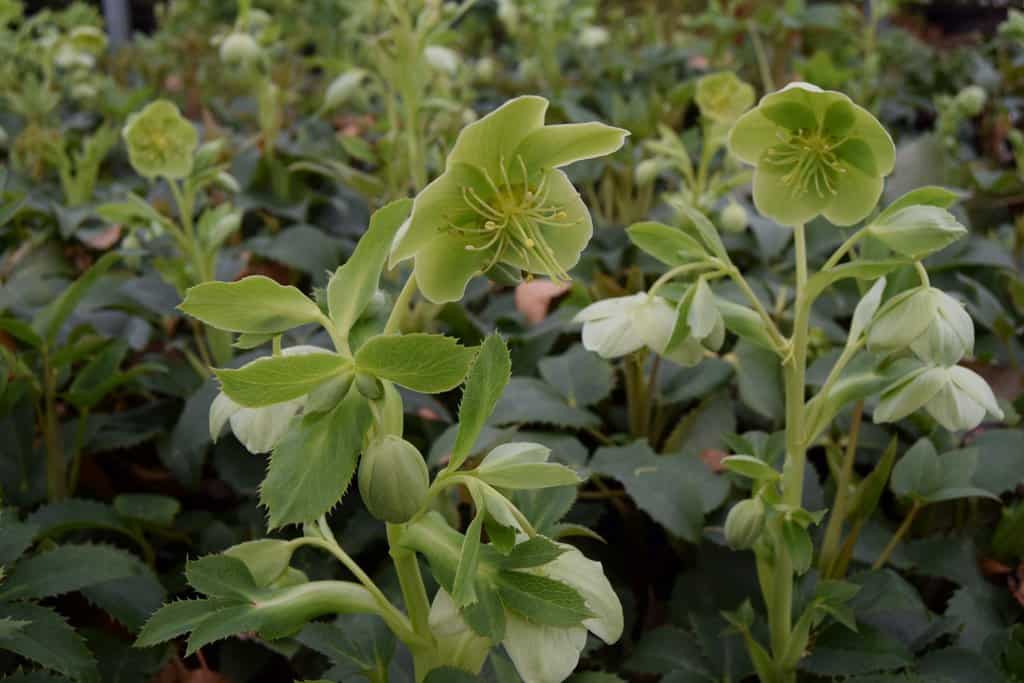 Helleborus argutifolius ---